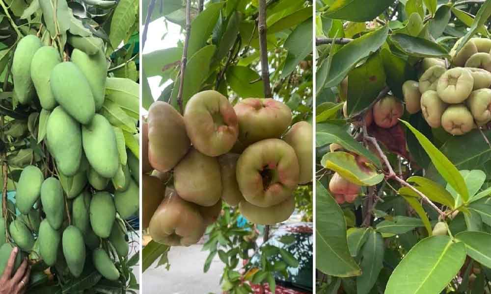 Tips pokok berbuah lebat dan cepat, terkejut tengok bahannya